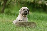 CANE CORSO 1060